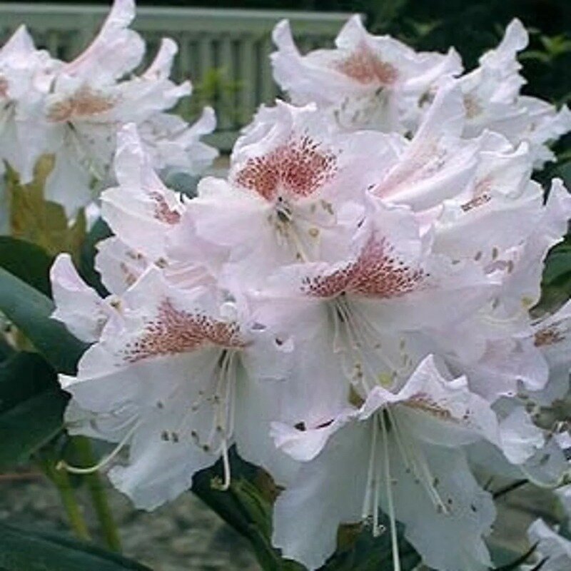 Rhododendron blanc 