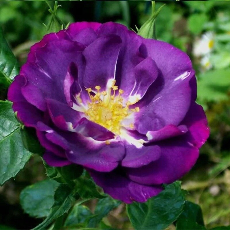 Rosier violet 