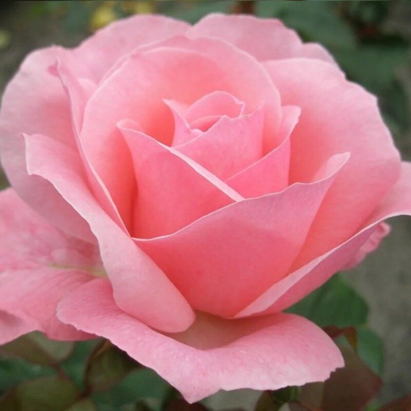 Rosier rose 