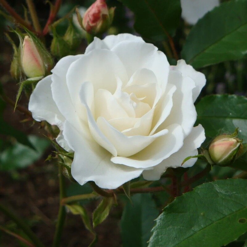 Rosier blanc 