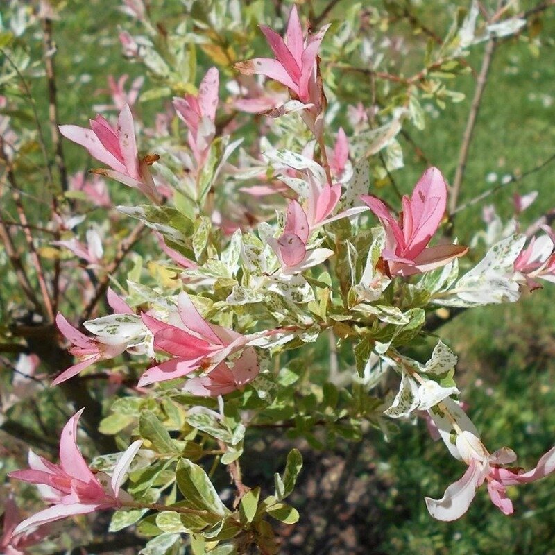 Salix integra « Hakuro-nishiki » 