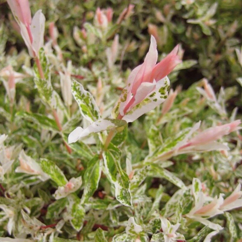 Salix integra « Hakuro-nishiki » 