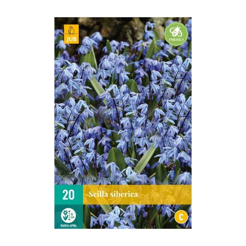 Scilla siberica (sachet de 20 pièces)