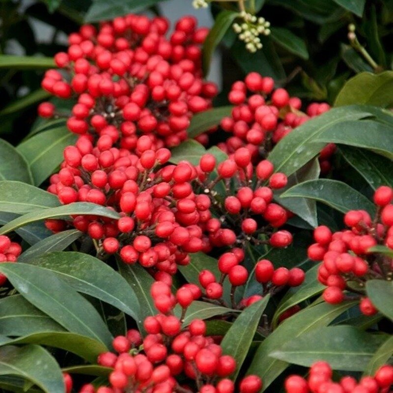 Skimmia japonica « Reevesiana » 