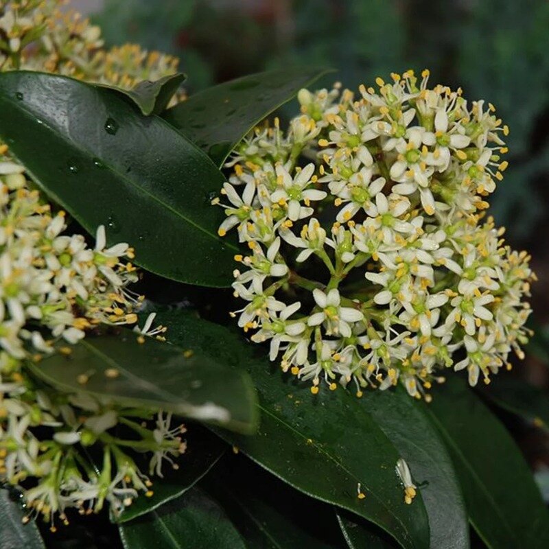 Skimmia japonica « Reevesiana » 