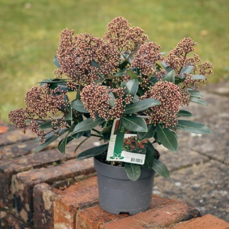 Skimmia japonica « Rubella »  