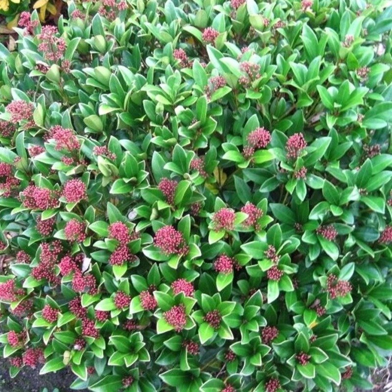 Skimmia japonica « Rubella » 