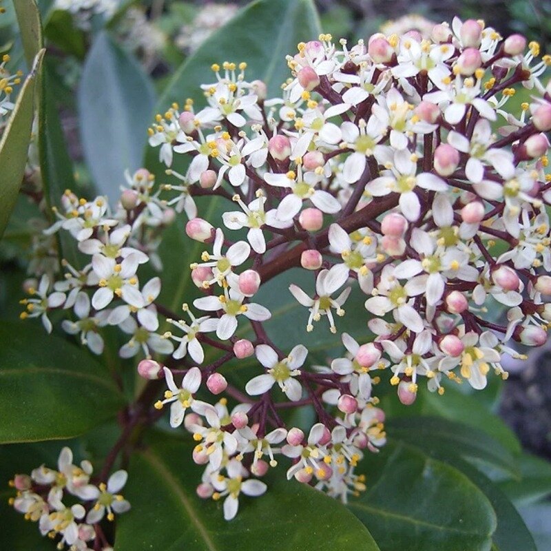 Skimmia japonica « Rubella » fleurs