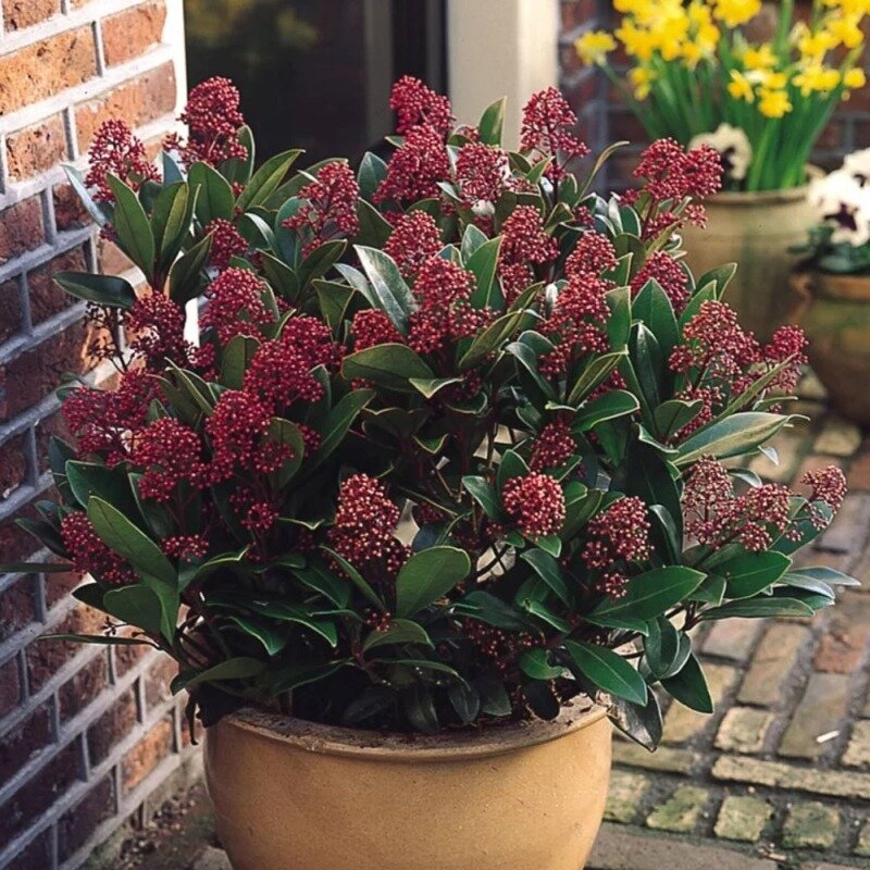 Skimmia japonica « Rubella » dans le jardin