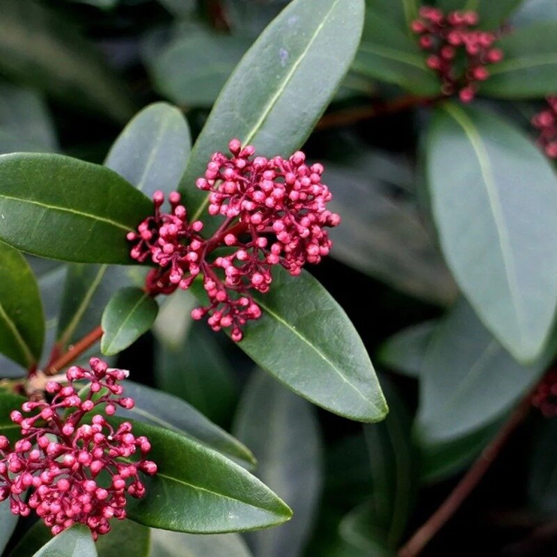 Skimmia japonica « Rubella » boutons de fleurs