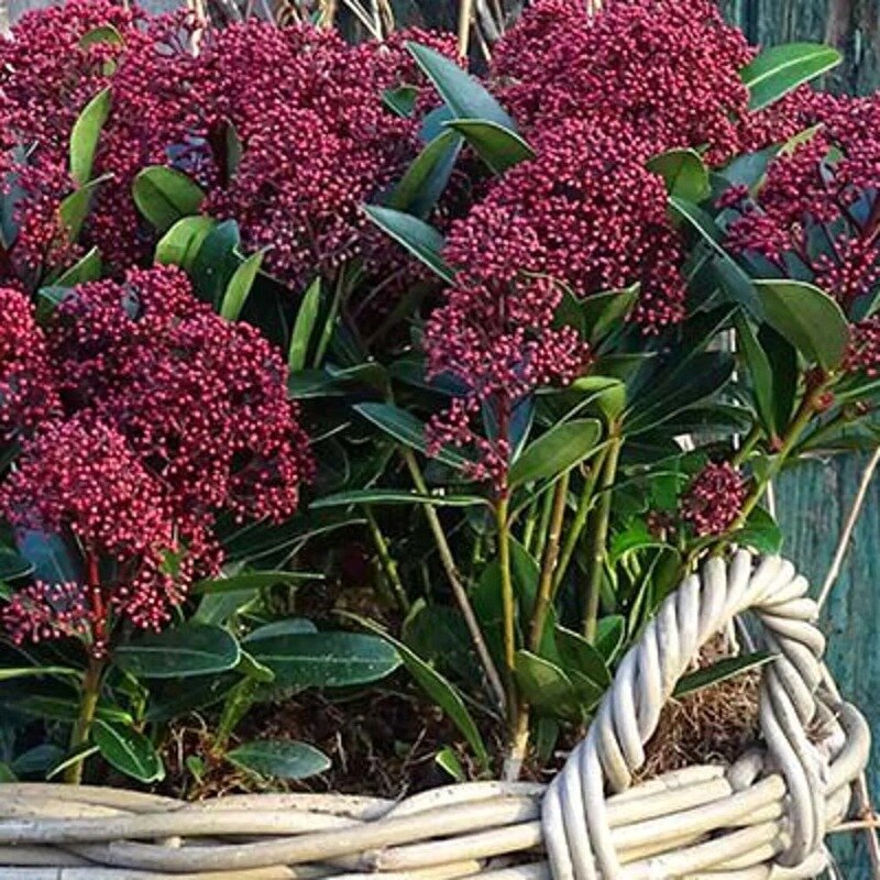 Skimmia japonica « Rubella » 