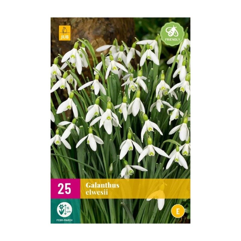 Galanthus elwesii (sac XXL 25 pièces)