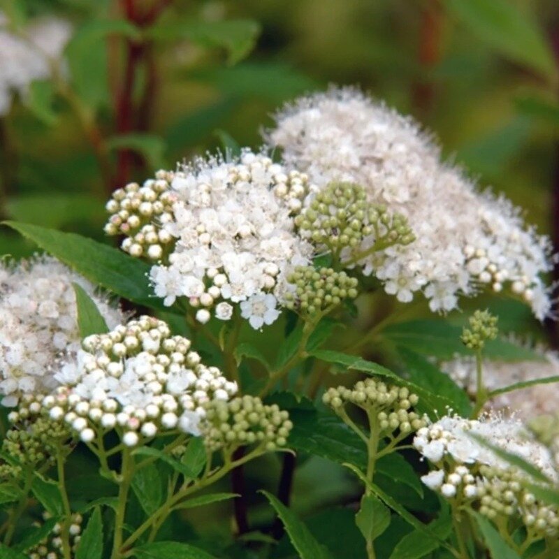 Spiraea japonica « Albiflora » 