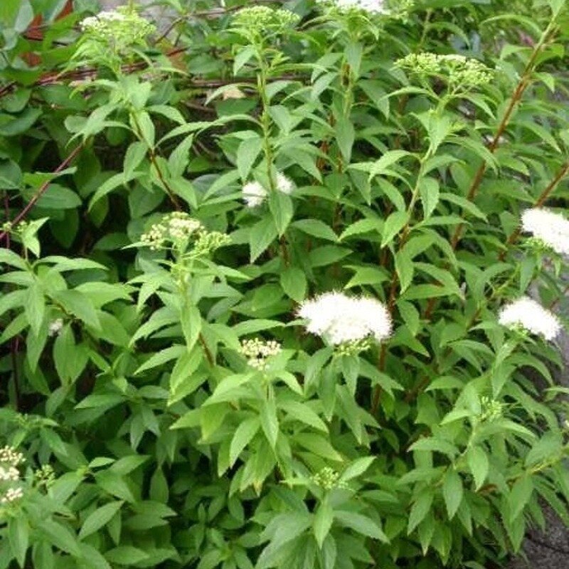 Spiraea japonica « Albiflora » 