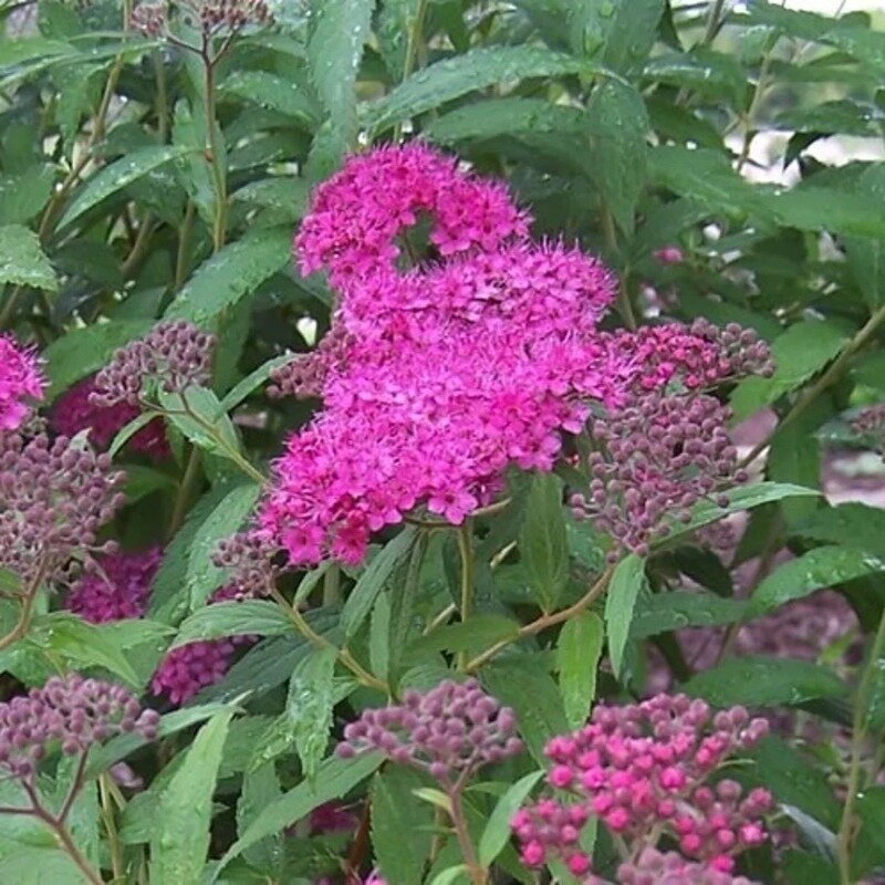 Spiraea japonica « Anthony Waterer » 