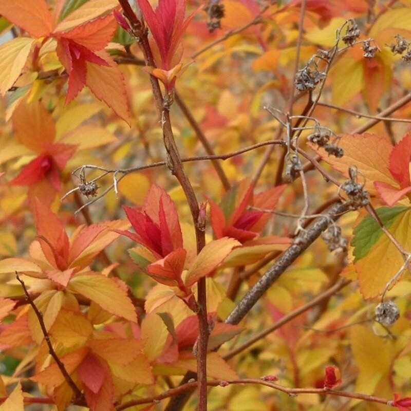 Spiraea japonica « Anthony Waterer » 