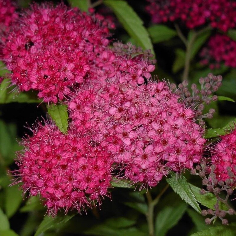 Spiraea japonica « Anthony Waterer » 