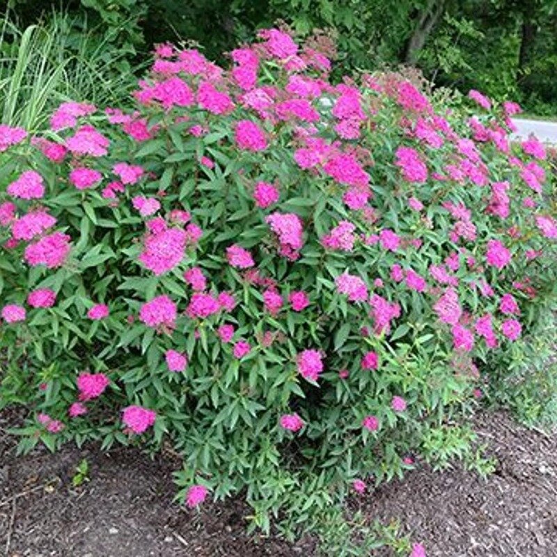 Spiraea japonica « Anthony Waterer » 