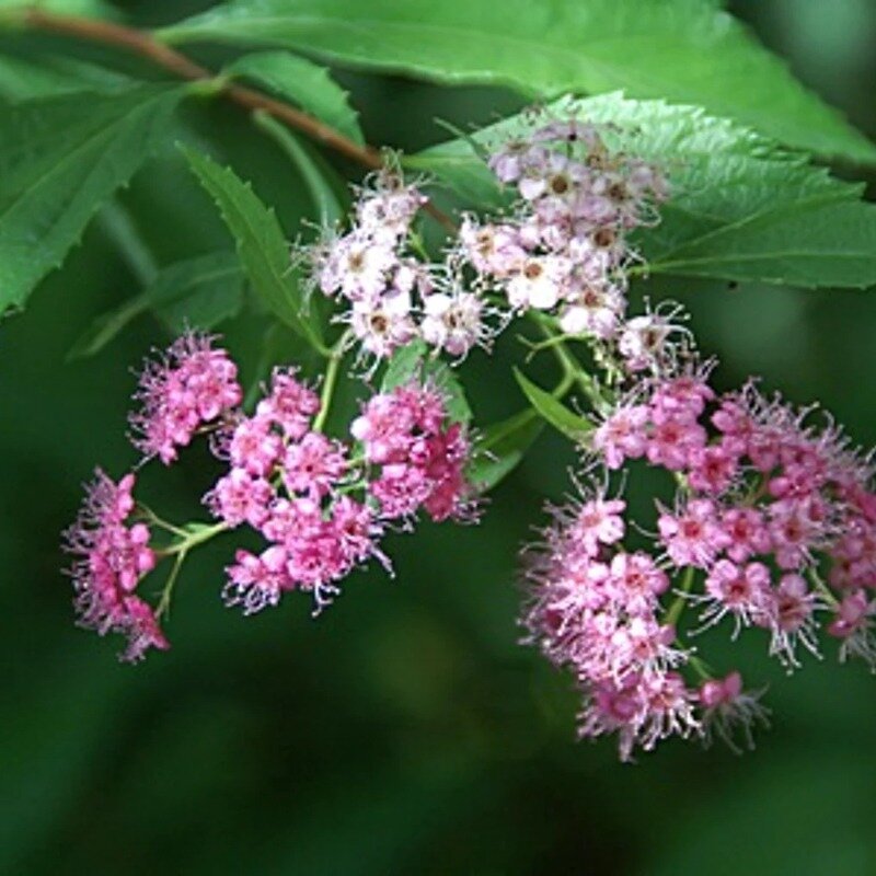 Spiraea japonica « Genpei » 