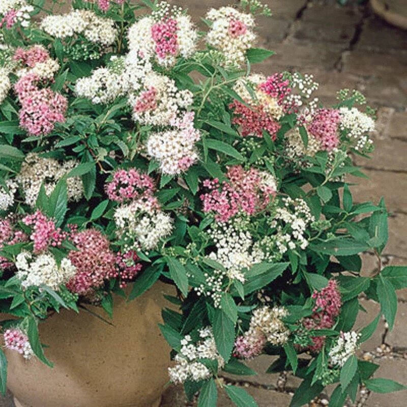 Spiraea japonica « Genpei » 