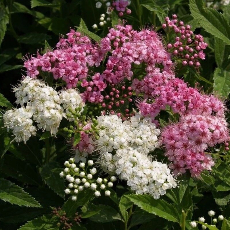 Spiraea japonica « Genpei » 