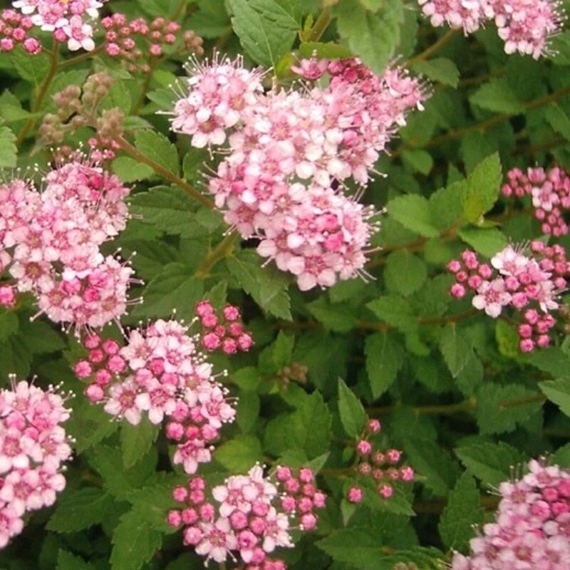 Spiraea japonica « Little Princess » 