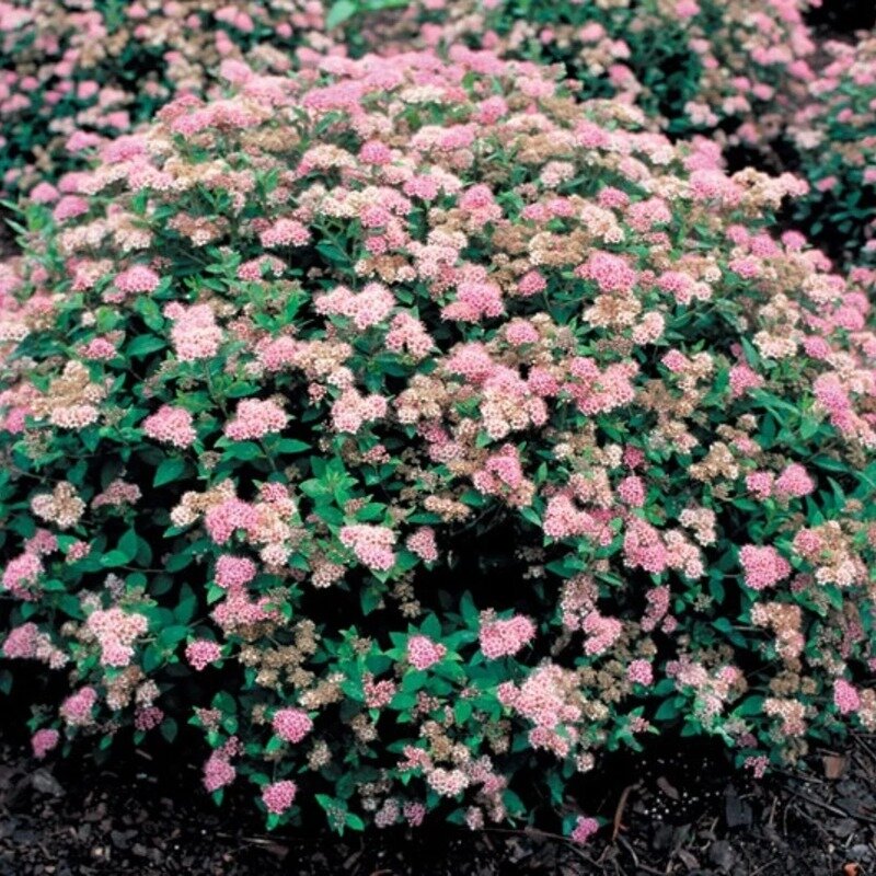 Spiraea japonica « Little Princess » 