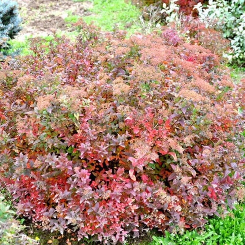 Spiraea japonica « Little Princess » 