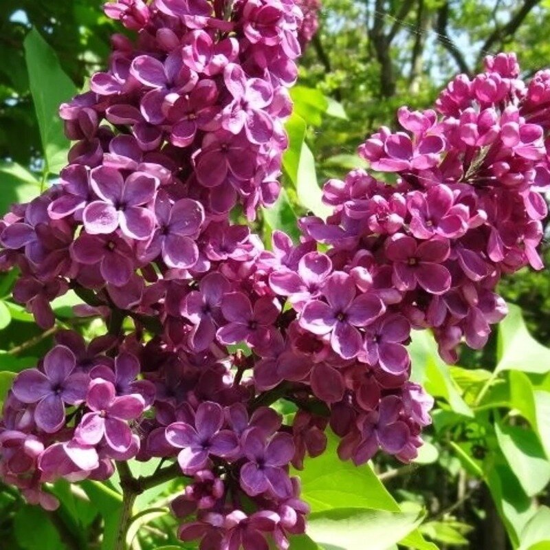 Syringa vulgaris « Andenken an Ludwig Spath » 