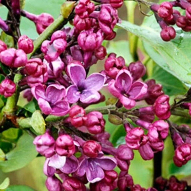 Syringa vulgaris « Andenken an Ludwig Spath » 