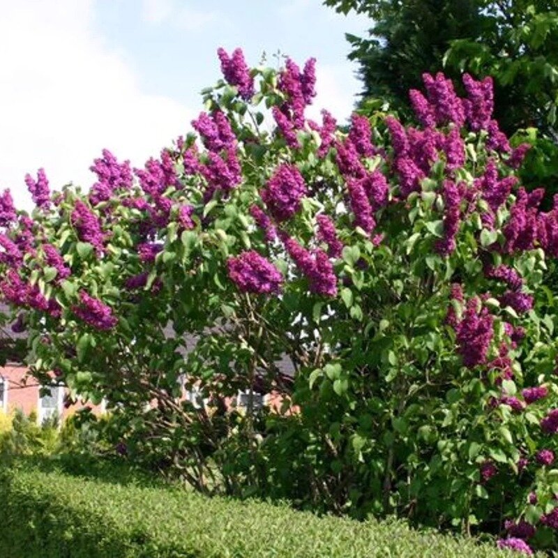 Syringa vulgaris « Andenken an Ludwig Spath » 