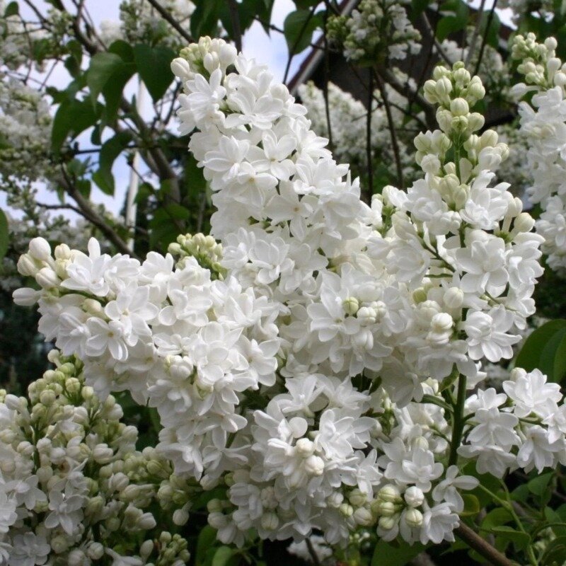 Syringa vulgaris « Mme Lemoine » 