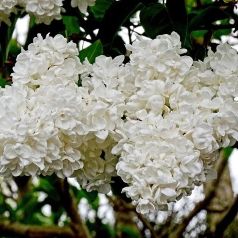 Syringa vulgaris « Mme Lemoine » 