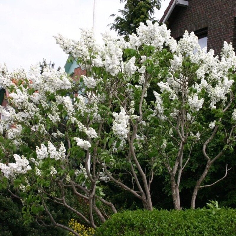 Syringa vulgaris « Mme Lemoine » 