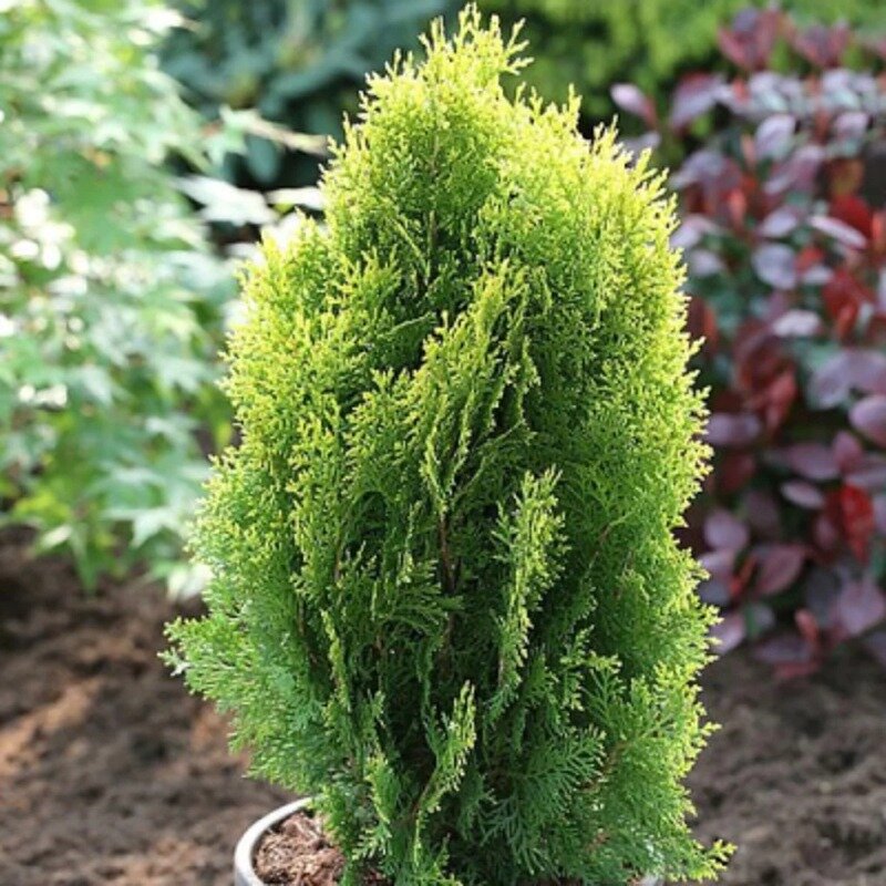 Thuja aurea nana