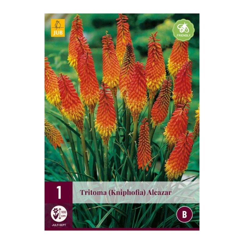 Tritoma (Kniphofia) 'Alcazar
