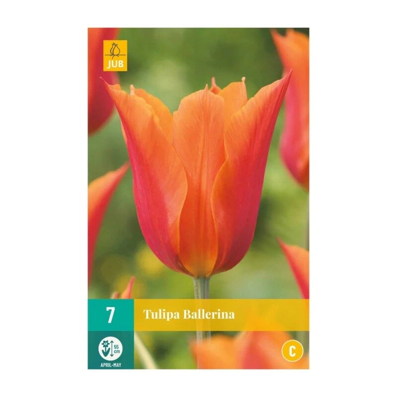 Tulipes Ballerina (sachet de 7 pièces)