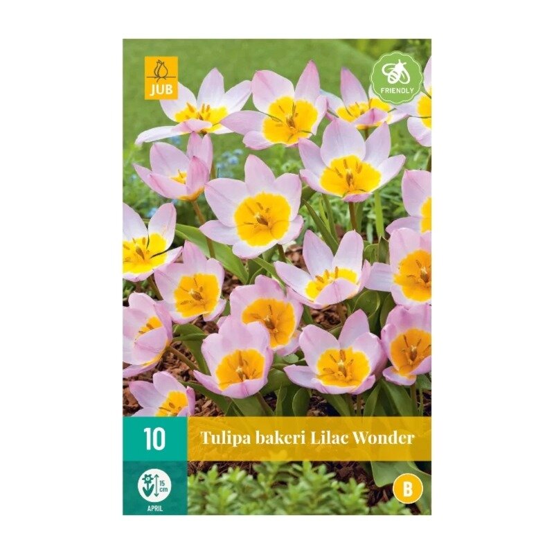 Tulipes Botanique Lilac Wonder (sachet de 10 pièces)