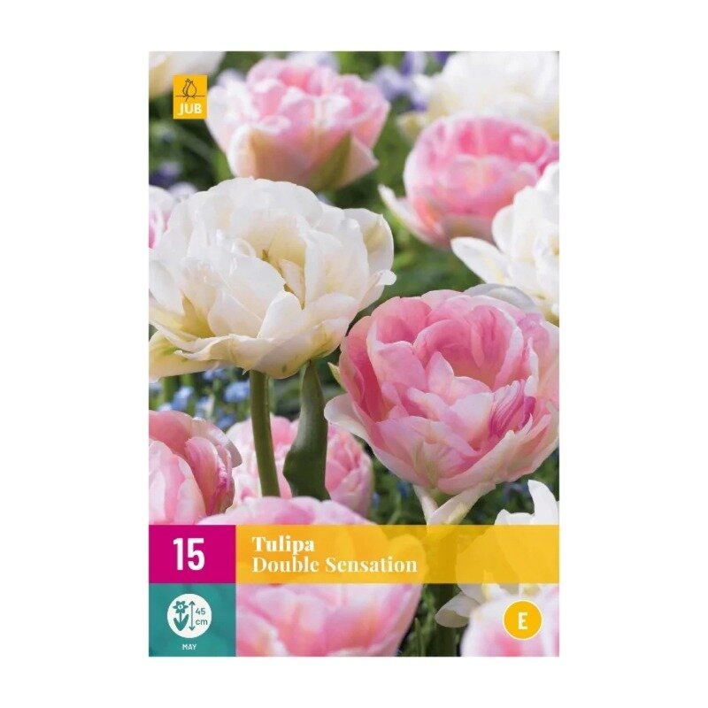 Tulipes Double Sensation (sac XXL 15 pièces)