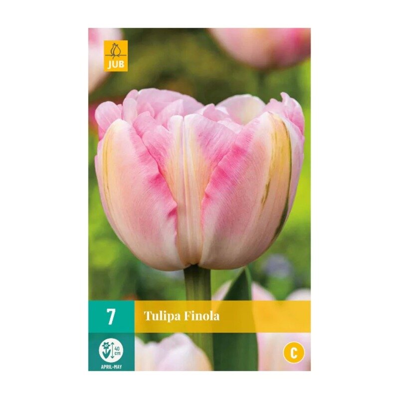 Tulipes Finola (sachet de 7 pièces)