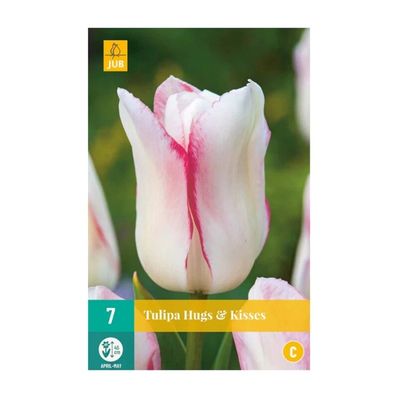 Tulipes Hugs & Kisses (sachet de 7 pièces)