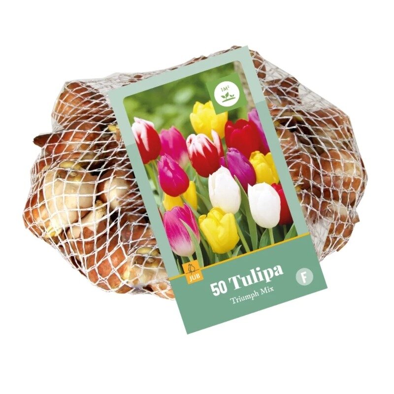 Tulipes Mélange Triumph (sac en filet 50 pièces)