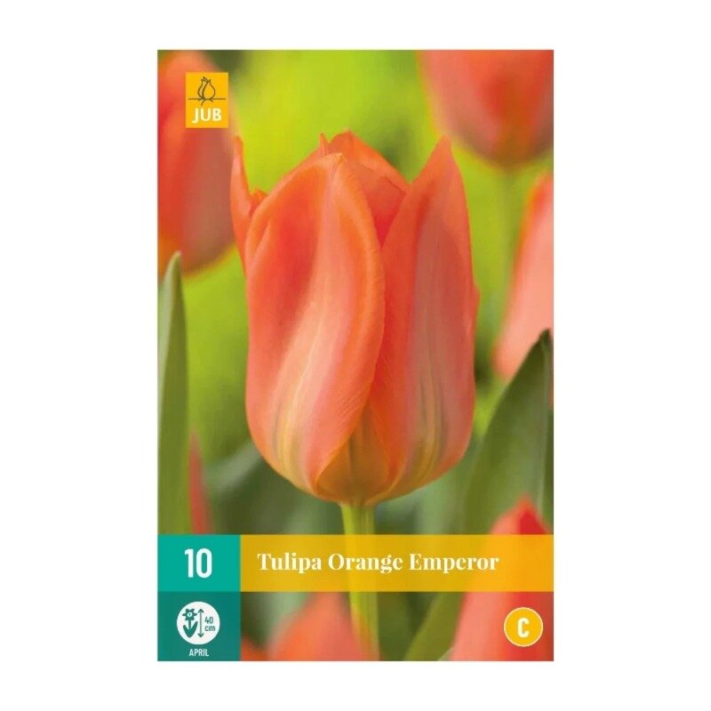 Tulipes Orange Emperor (sachet de 10 pièces)