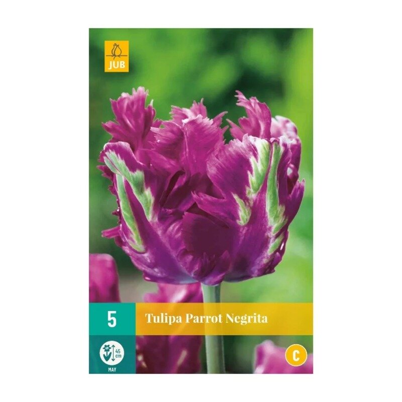 Tulipes Parrot Negrita (sachet de 5 pièces)