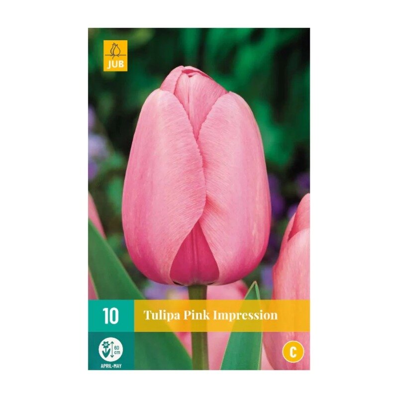 Tulipes Pink Impression (sachet de 10 pièces)