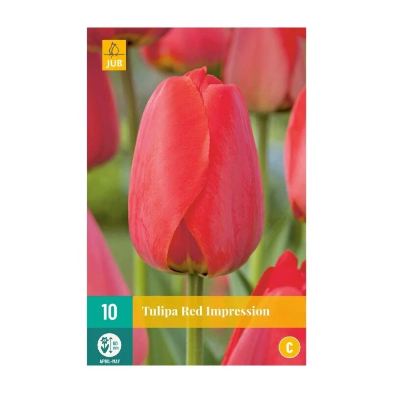 Tulipes Red Impression (sachet de 10 pièces)