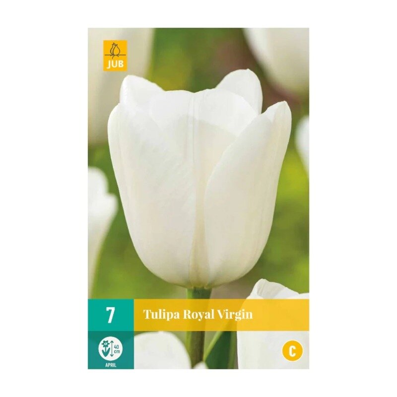 Tulipes Royal Virgin (sachet de 7 pièces)