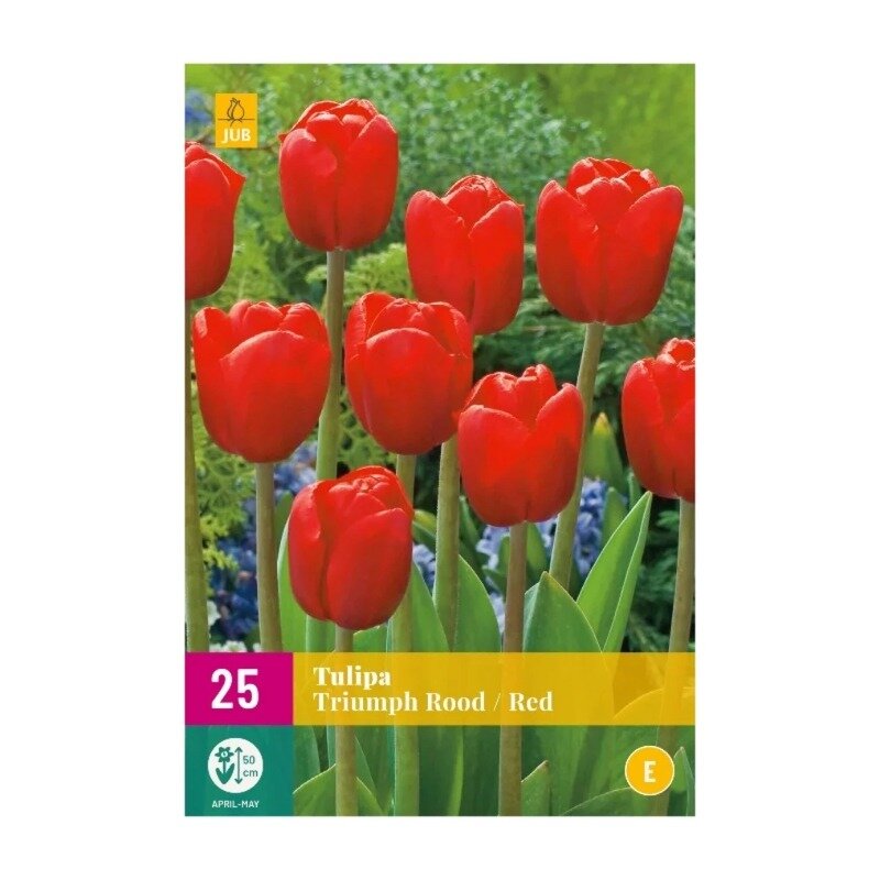 Tulipes Triumph Rouge (sac XXL 25 pièces)