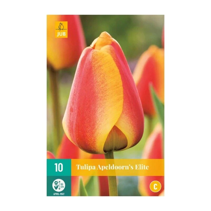 Tulipes Apeldoorns Elite (sachet de 10 pièces)