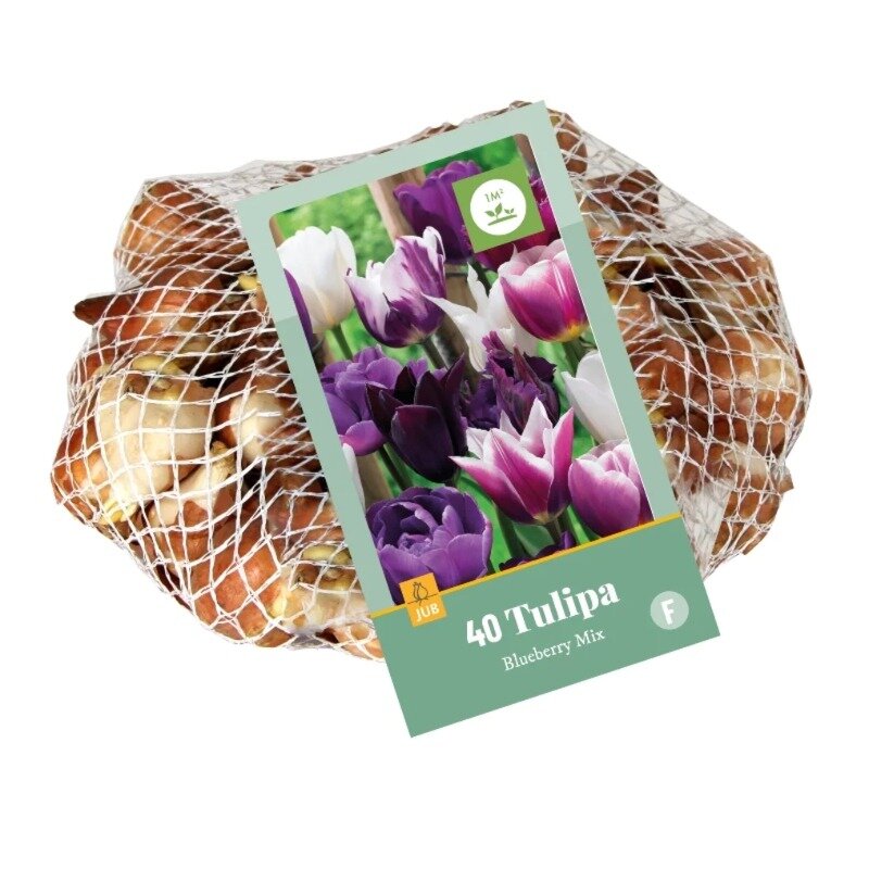 Tulipes Mélange Blueberry (sac en filet 40 pièces)